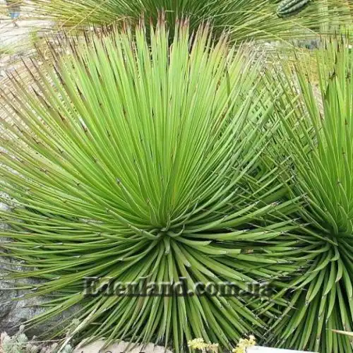 Изображение Агава полосатая - Agave striata 