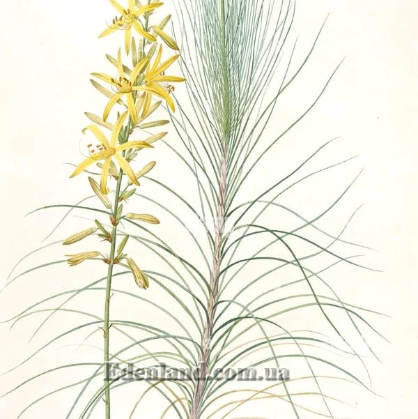 Изображение цветонос и побег