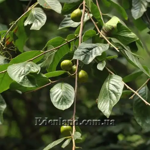 Изображение Туррея обильноцветущая - Turraea floribunda