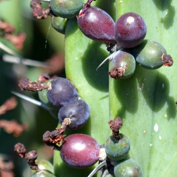 Зображення Міртилокактус геометричний - Myrtillocactus geometrizans 