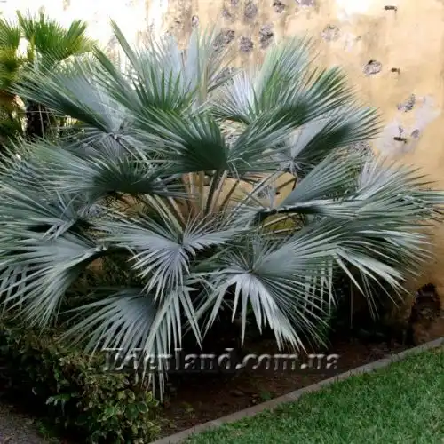 Наноропс Рітчі - Nannorrhops ritchiana