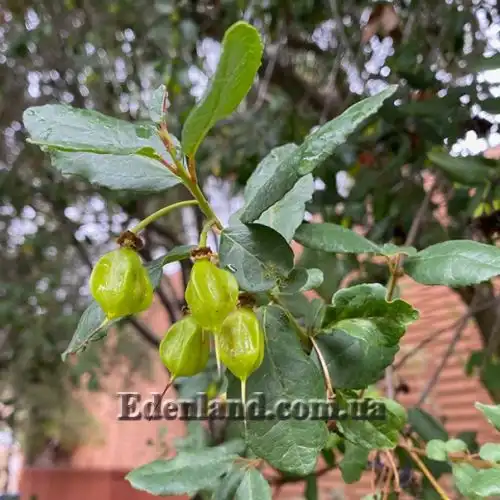 Изображение Кринодендрон Патагуа - Crinodendron patagua