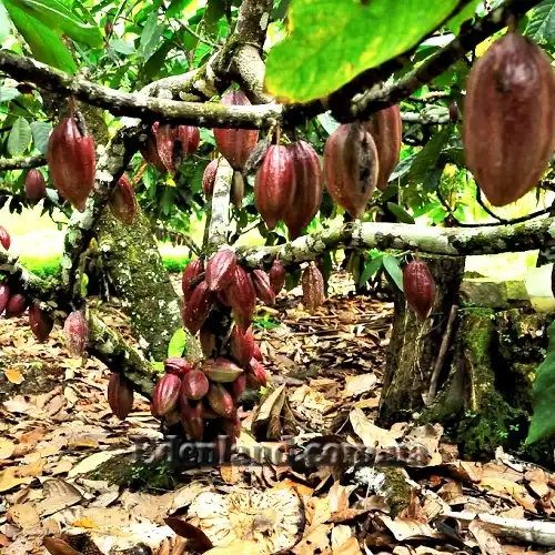 Зображення созревающие плоды