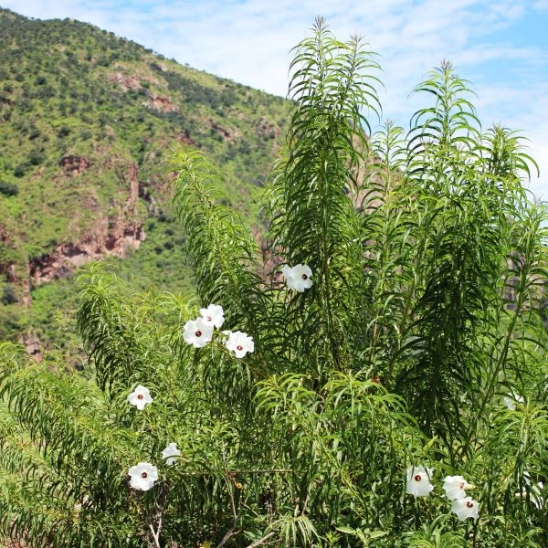 Изображение Ипомея хилопсисовидная  - Ipomoea chilopsidis