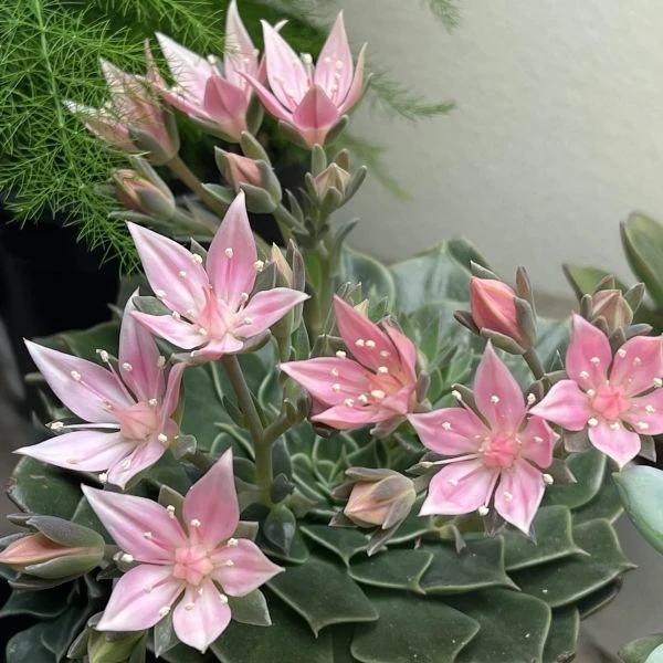 Зображення Граптопеталум прекрасний  - Graptopetalum bellum 