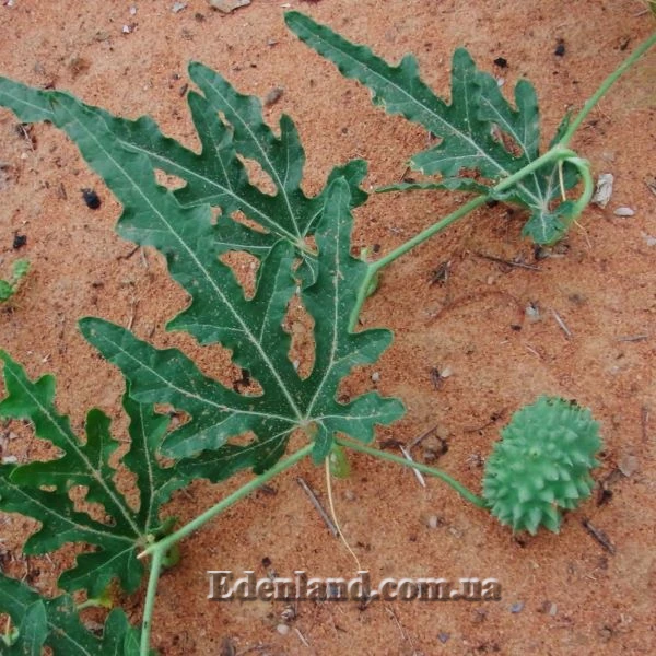 Изображение листья и плод