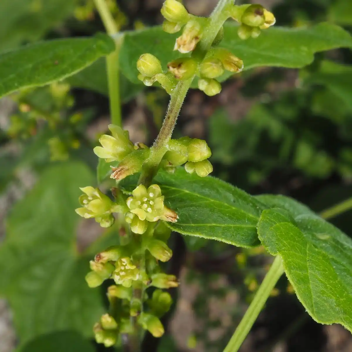 Изображение соцветие