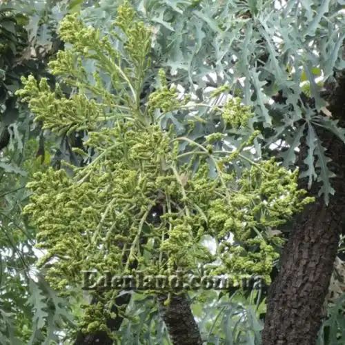 Изображение Куссония метельчатая подвид выемчатая - Cussonia paniculata subsp. sinuata 