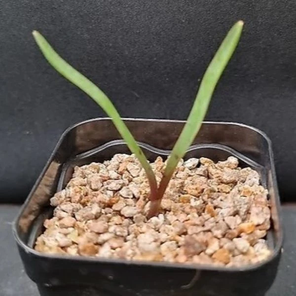 Изображение сеянец