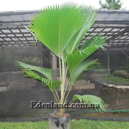 Изображение Притчардия тихоокеанская - Pritchardia pacifica