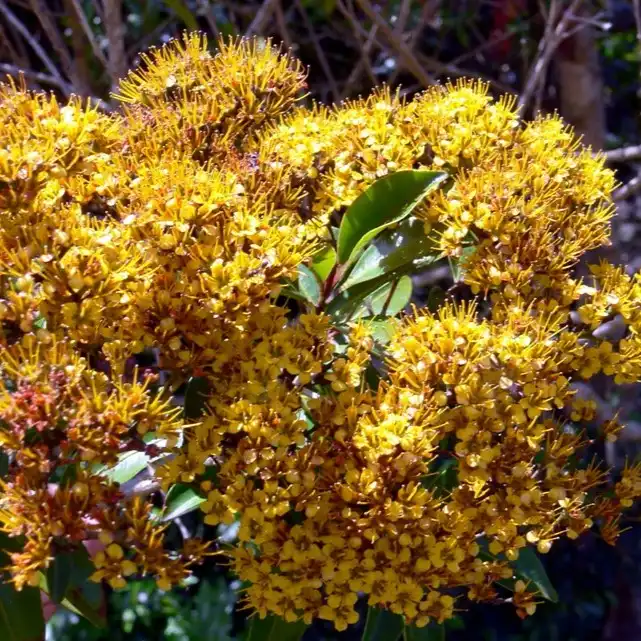 Изображение Талеропия Квинслендская  - Thaleropia queenslandica