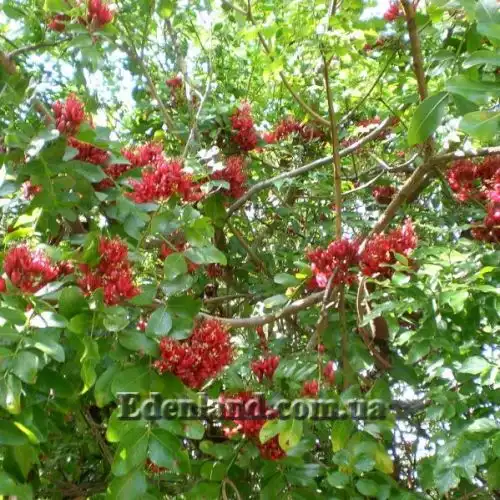 Зображення Шотія короткопелюсткова - Schotia brachypetal