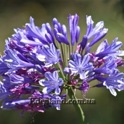 Изображение Агапантус ранний - Agapanthus praecox