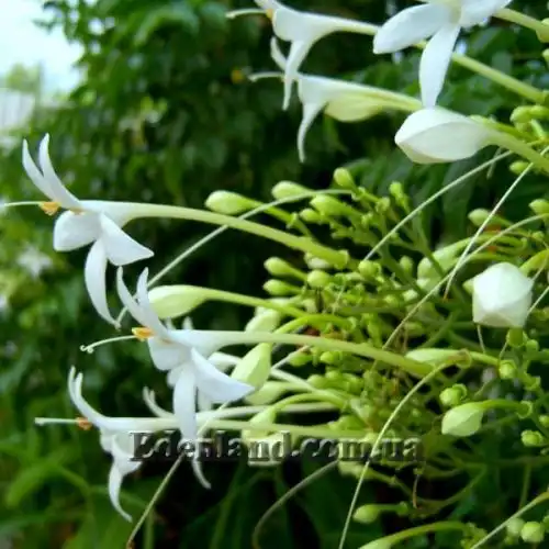 Миллингтония садовая - Millingtonia hortensis 