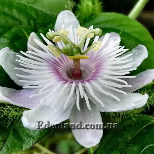 Изображение Пассифлора вонючая (гибискусолистная) - Passiflora foetida v.hibiscifolia