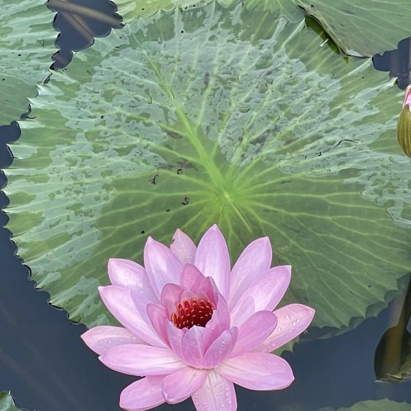 Зображення Німфея (Латаття) опушена рожева - Nymphaea pubescens 'Pink' 