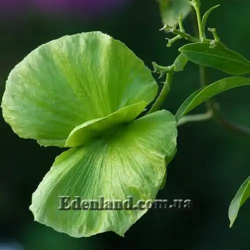 Изображение Масканья крупнокрылая - Mascagnia macroptera