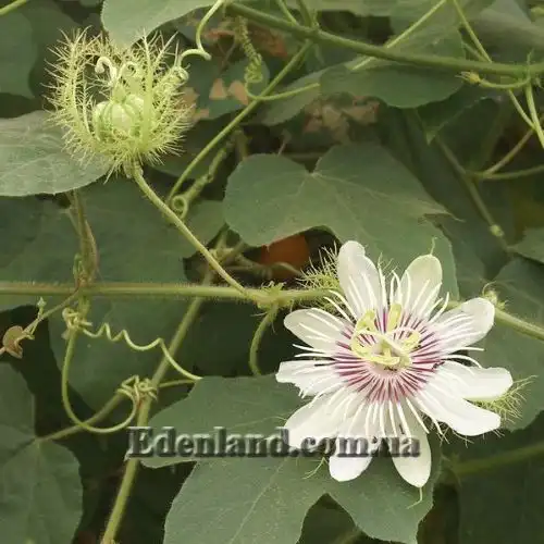 Зображення Пасифлора смердюча (гібіскусолиста) - Passiflora foetida v.hibiscifolia
