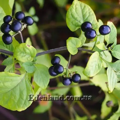 Изображение Джалтомата лежачая  - Jaltomata procumbens