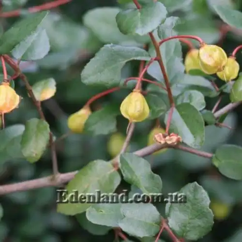 Изображение Кринодендрон Патагуа - Crinodendron patagua