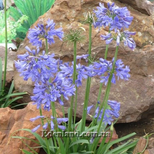 Изображение Агапантус карликовый голубой  - Agapanthus nana blue