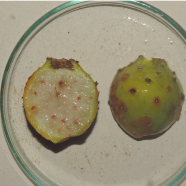 Зображення Тацинга неприємна - Tacinga inamoena 