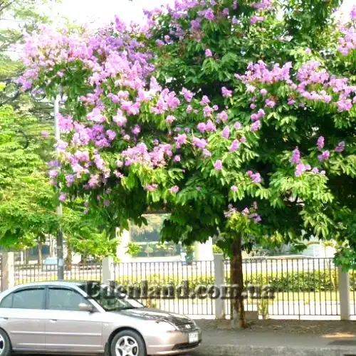 Изображение цветущее дерево