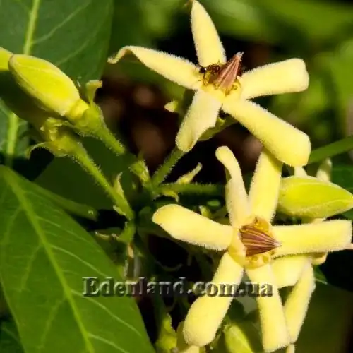 Райтія натальська - Wrightia natalensis