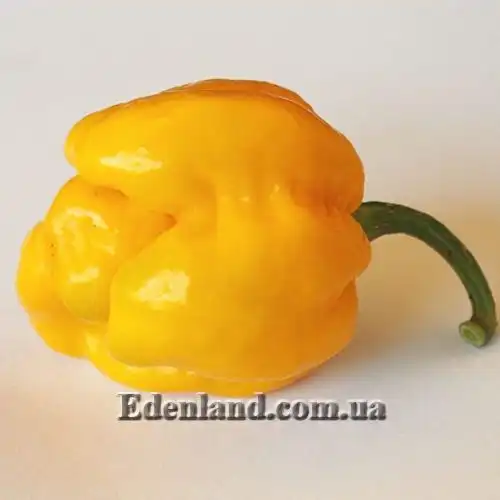 Изображение Перец Тринидад Моруга Скорпион Желтый - Capsicum Trinidad Moruga Scorpion Yellow