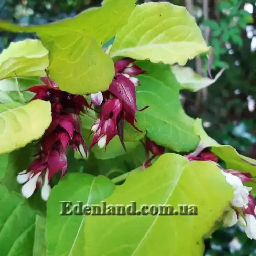 Изображение Лейцестерия красивая - Leycesteria formosa