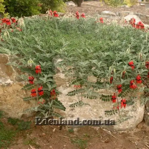 Изображение растение в саду