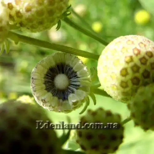 Изображение Цефалофора ароматная - Cephalophora aromatica