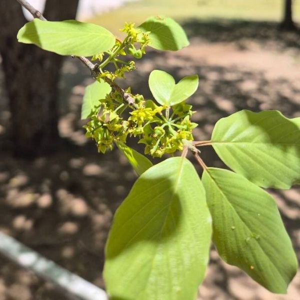 Изображение Берхемия двухцветная  - Berchemia discolor 
