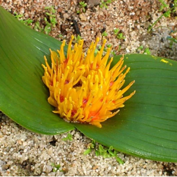 Зображення Даубенія капська - Daubenya capensis 