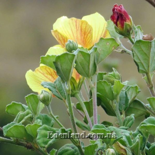 Зображення Павонія обгризена - Pavonia praemorsa