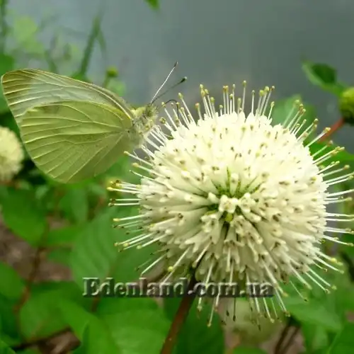 Зображення соцветие