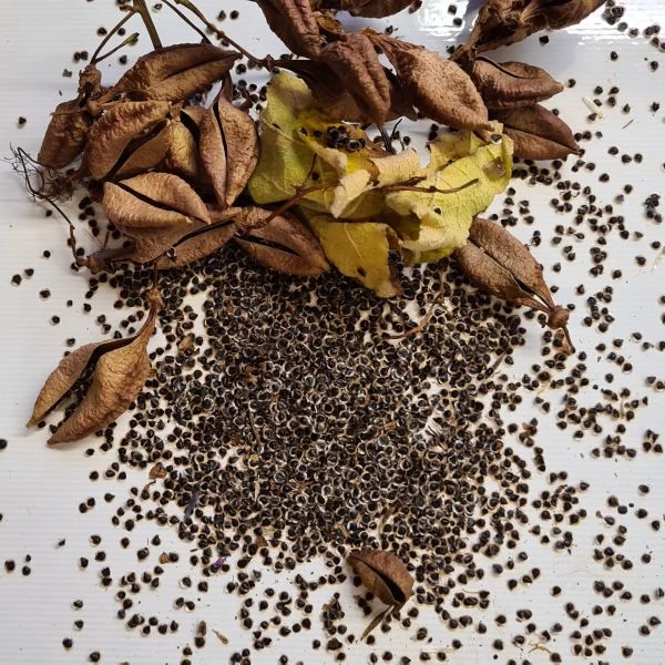 Зображення Еккремокарпус шорсткий (червоний) - Eccremocarpus scaber 'Blood Red' 