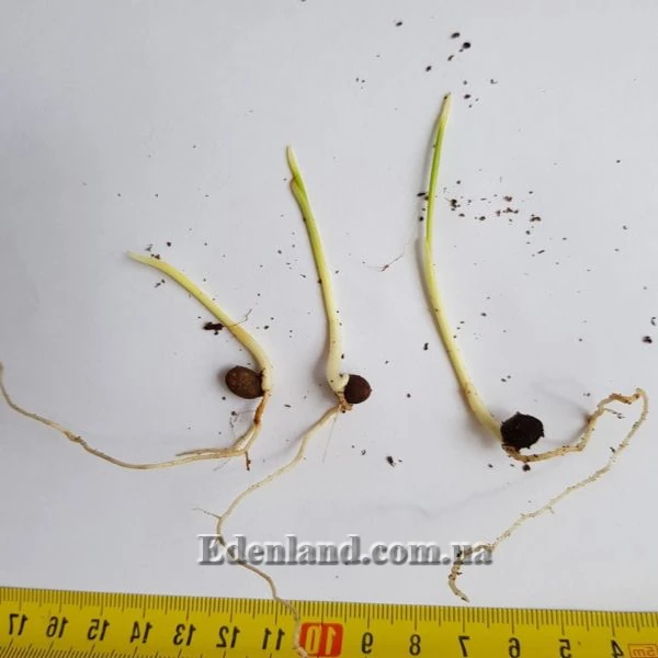 Изображение проросшие семена