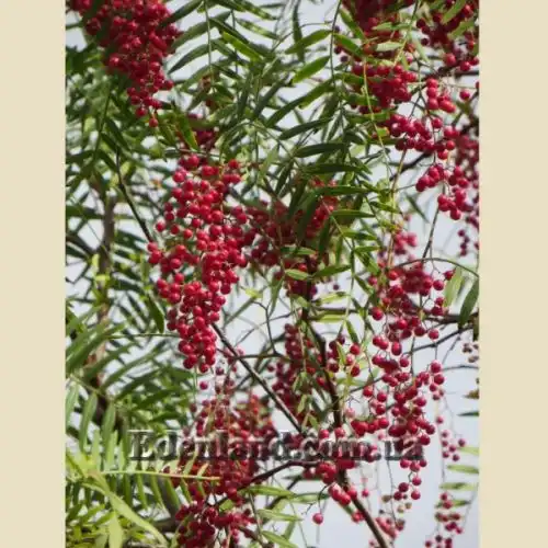 Изображение Шинус мягкий - Schinus molle