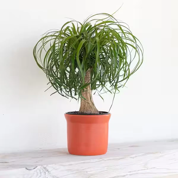 Изображение Бокарнея гватемальская - Beaucarnea guatemalensis