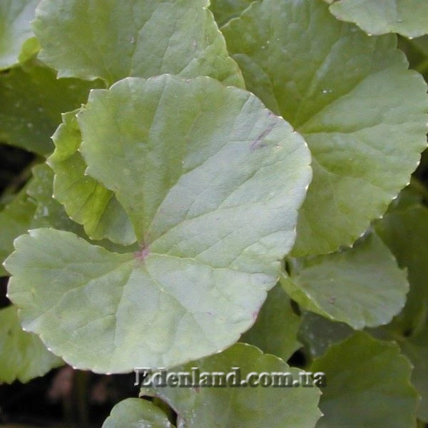 Зображення листя