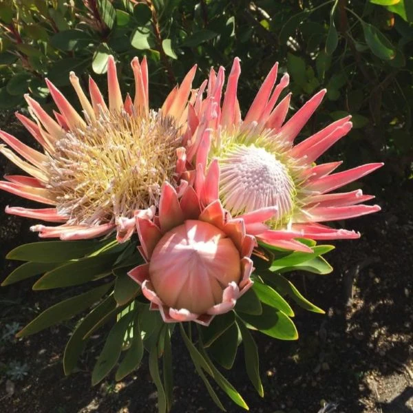 Изображение Протея цинаровидная  - Protea cynaroides