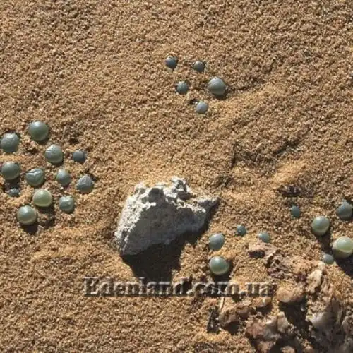 Изображение Фенестрария Булаволистная - Fenestraria rhopalophylla subsp. aurantiaca 