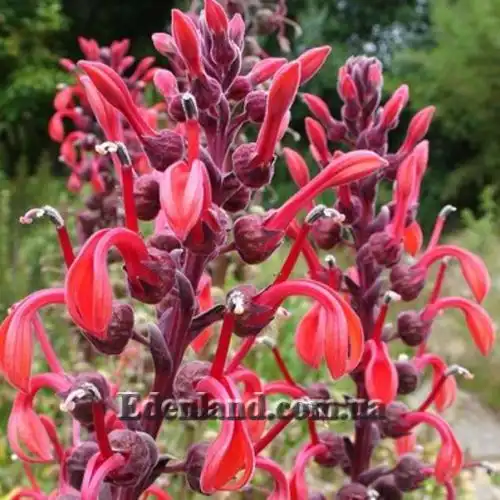 Изображение Лобелия Тупа - Lobelia tupa