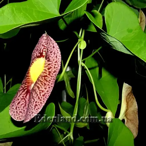 Изображение цветы