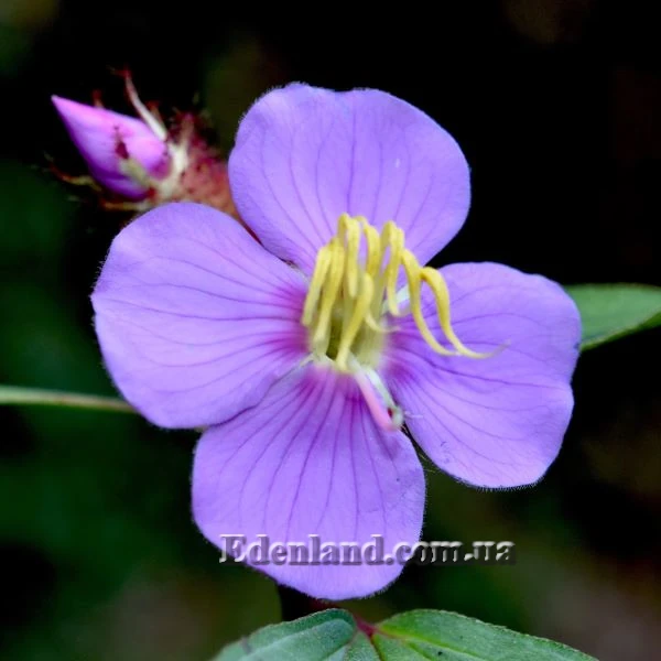 Изображение Осбекия звездчатая  - Osbeckia stellata