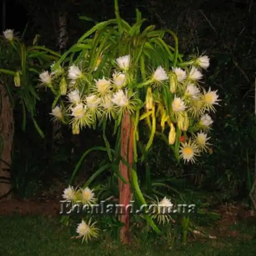 Зображення Гілоцереус великоквітковий - Hylocereus megalanthus 