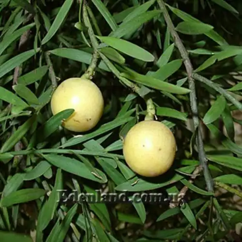 Изображение плоды