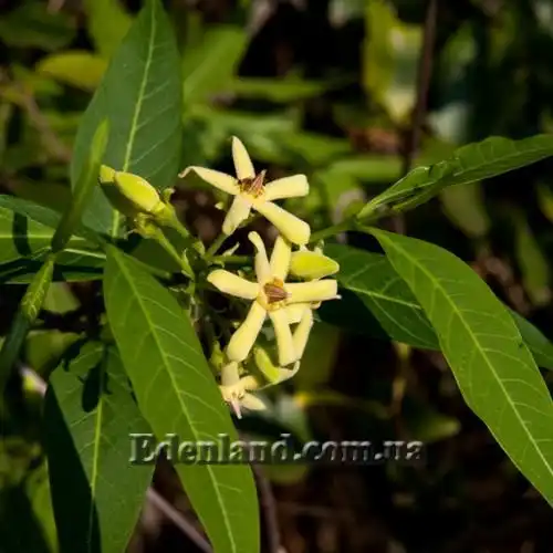 Изображение цветение