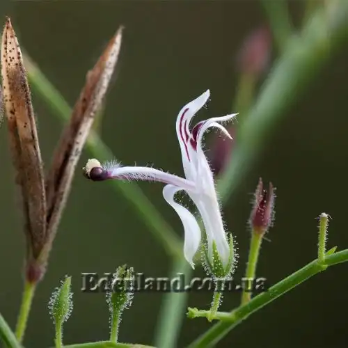 Изображение Андрографис метельчатый - Andrographis paniculata